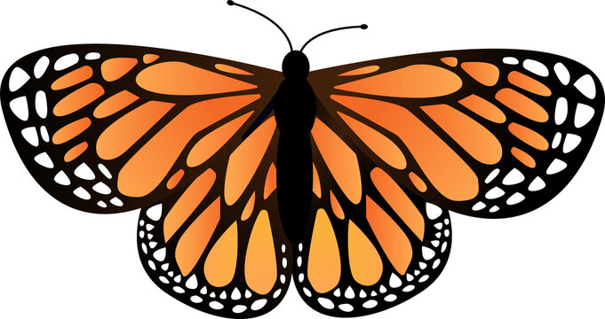Butterfly is spreading wings in vector, orange panels, black veins and white spots, transparent bg