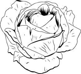 Stylized rose blossom is being shown in line art, with overlapping petals, transparent background