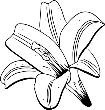 Fototapeta Stylized black line lily is appearing on transparent background with six petals, stamens and pistil