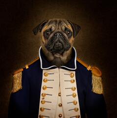 Pug dog wearing napoleonic era general uniform posing for portrait