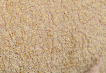 Close up macro photography revealing the intricate texture of sheep wool
