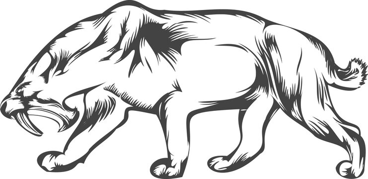 Fototapeta Showing stylized line art of stalking sabertooth-like feline with hatching, transparent background