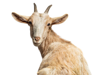Goat turning its head backwards on white background