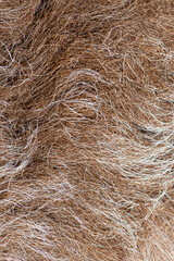 Close up showing brown and white animal fur texture