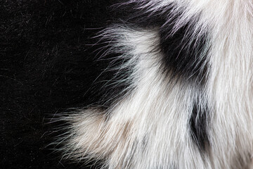Black and white fur texture creating beautiful natural pattern