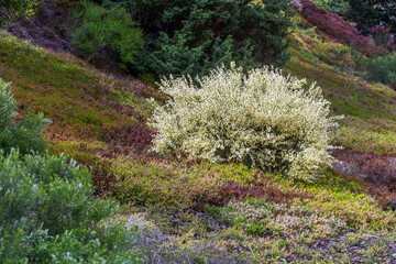 Shrubs