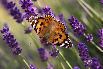 butterfly on lavender