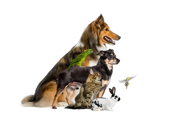 Group of pets posing together, shetland sheepdog, parrot, prague ratter, cat, rabbit, and budgie...