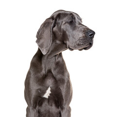Great dane puppy looking away on white background