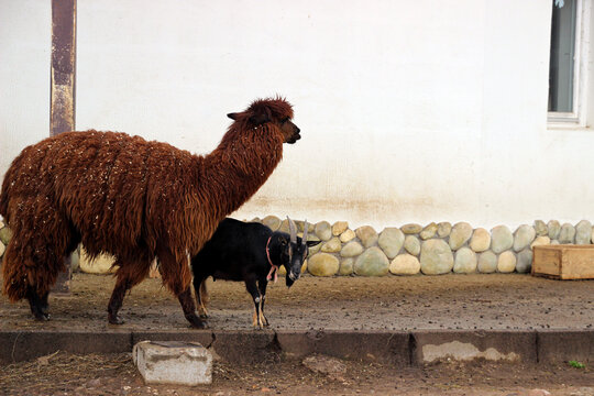Llama and goat exploring the farmyard near a stone wall under a clear sky in the early afternoon