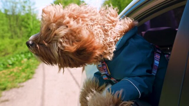 A close portrait of a curly brown dog of the breed Labradoodle or Cavapoo stuck his head out the car window and is driving at speed