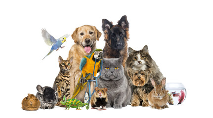 Large group of pets posing together on white background