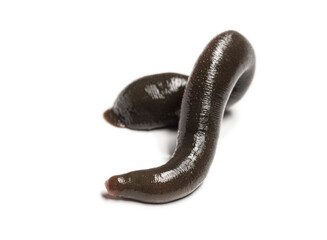 Leech, Trocheta specie, crawling , isolated on white