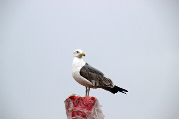 Seagull perches atop a weathered post at a coastal location during an overcast day