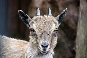 Caprine animal with distinctive features standing in natural habitat during daylight in a rocky environment