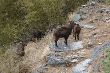 Family of Musk Deers, Everest Region