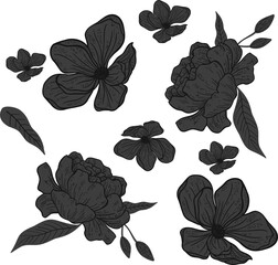 Floral line art is featuring layered peony blooms with buds and leaves on transparent background