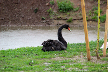 Black swan resting by a serene pond during a gentle rain shower in a peaceful natural setting