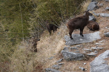Family of Musk Deers, Everest Region