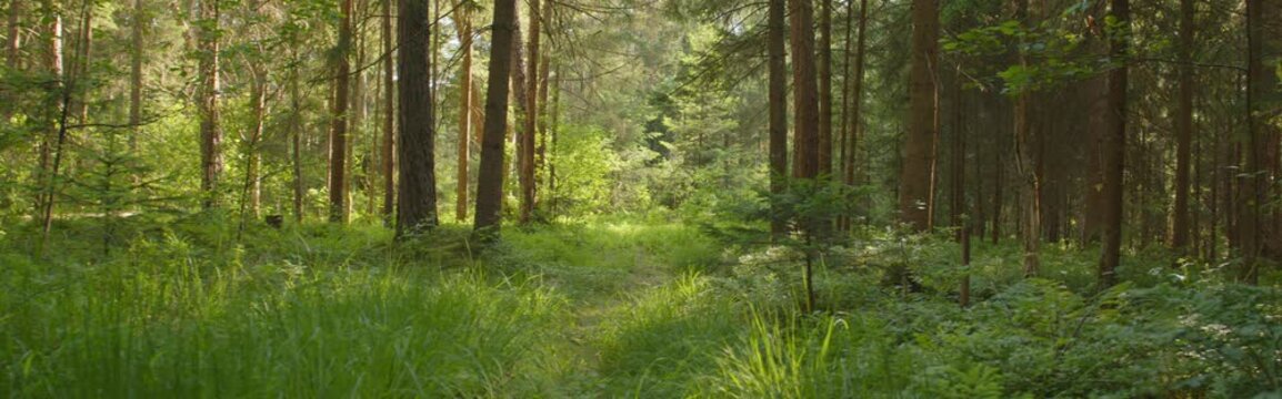 Anamorphic dolly shot: forest in summer
