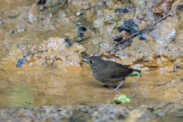 _PAP7146-tp-rawdenoise-crop.dng