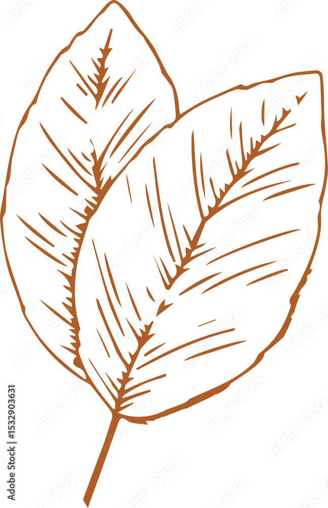 Poster overlapping leaves are floating on transparent background in orange line sketch showing hatch veins