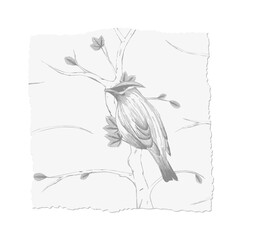 Stylized bird is perching on leafy branch in pencil sketch on torn paper, transparent background