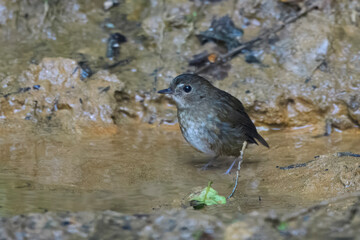 lesser shortwing or Brachypteryx leucophris seen in Karimganj, Assam, India