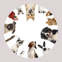 Pets forming a circle looking inside, isolated on white