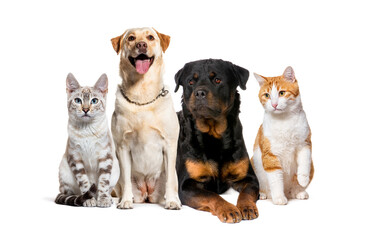 Group of cats and dogs sitting together on white background