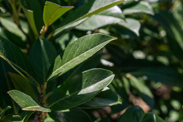 Prunus laurocerasus of glossy green leaves on a plant with hints of sunlight, concept of nature, gardening, healthy plants