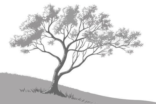 Grey scale drawing of a solitary tree on a hillside