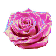 stylized rose head is blooming on transparent background with pink magenta and turquoise highlights