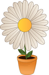 potted daisy-like bloom is showing white petals in clay pot in flat design transparent background