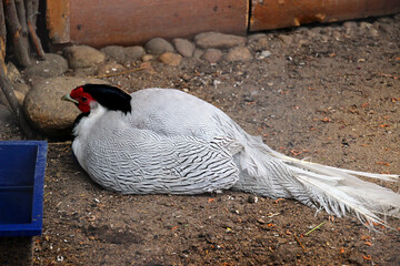 Beautiful white pheasant rests quietly on the ground inside a natural habitat enclosure with simple surroundings creating a serene atmosphere