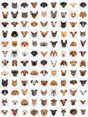 Large group of cats and dogs faces looking forward on white background