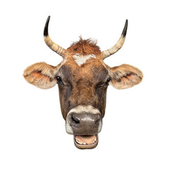 Jersey cow opening mouth showing teeth and tongue on white background