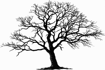 Silhouette of a bare winter tree