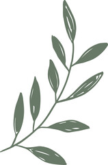 Stylized olive sprig is showing slender stem and leaves in flat design, transparent background