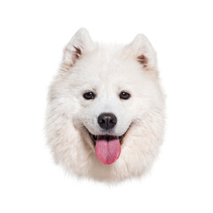 Smiling samoyed dog showing pink tongue on white background