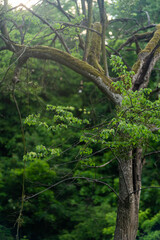 Close-up of a moss-covered tree with fresh green leaves in a lush forest, natural woodland background with soft sunlight and rich greenery.