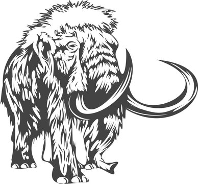 Fototapeta Woolly mammoth is standing with fur and curved tusks in vector illustration, transparent background
