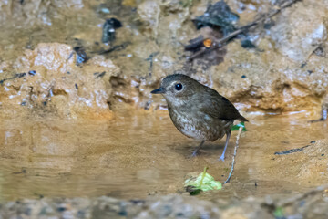 lesser shortwing or Brachypteryx leucophris seen in Karimganj, Assam, India