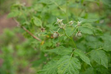  Unripe Raspberries on Bush with Green Leaves in Natural Garden