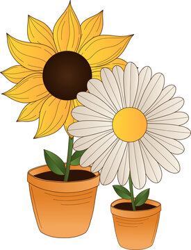 Fototapeta Yellow sunflower and daisy are standing in flat design in terracotta pots, transparent background