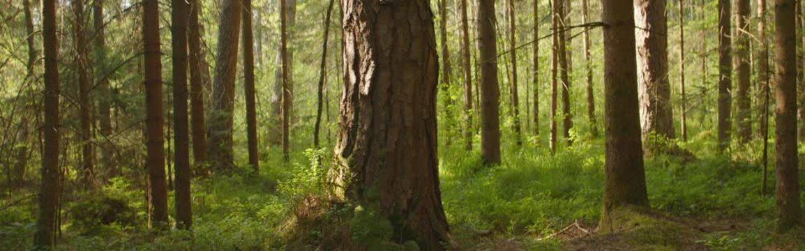 Anamorphic dolly shot: forest in summer
