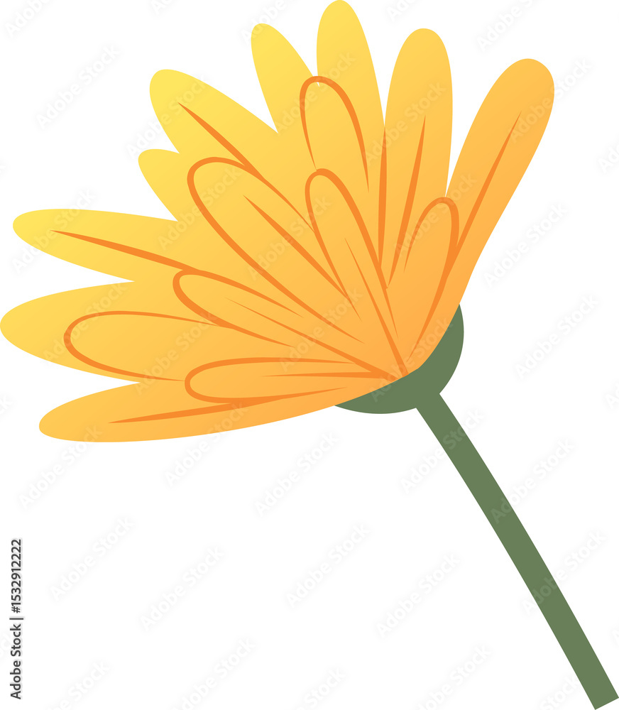 Poster flat style side view daisy flower is showing gradient petals, green calyx on transparent background
