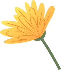 Flat style side view daisy flower is showing gradient petals, green calyx on transparent background