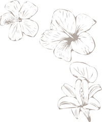 Three line-art tropical flowers floating diagonally on clear background, showing petals and stamens