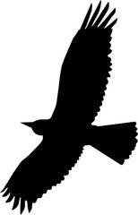 Flat design bird silhouette is soaring on transparent backdrop, showing extended wings, fanned tail
